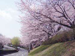 桜庁舎