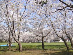 天久保公園の山桜