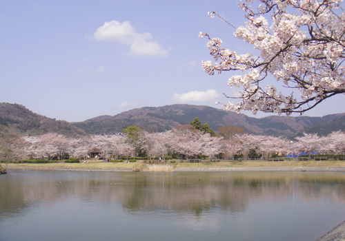筑波山周辺随一の桜の名所