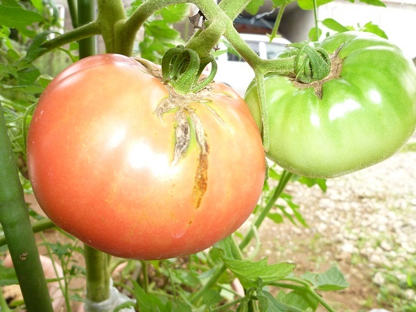 見事なトマトでしょう。　野菜　＋　フェイシャルマッサージ　