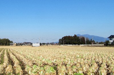 白菜畑と筑波山