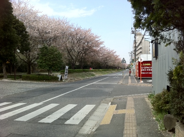 筑波大学追越・平砂宿舎脇の桜