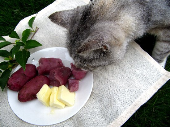赤のジャガイモと猫