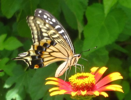 アゲハ蝶と百日草